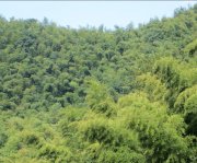 竹子的特點有哪些？